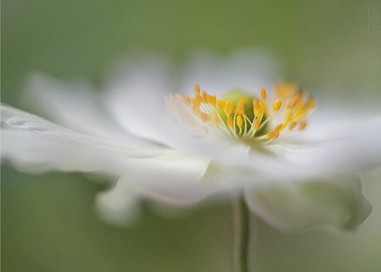 Weiße Anemone | Leinwand