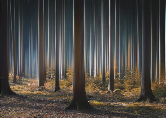 Mystic Wood | Canvas