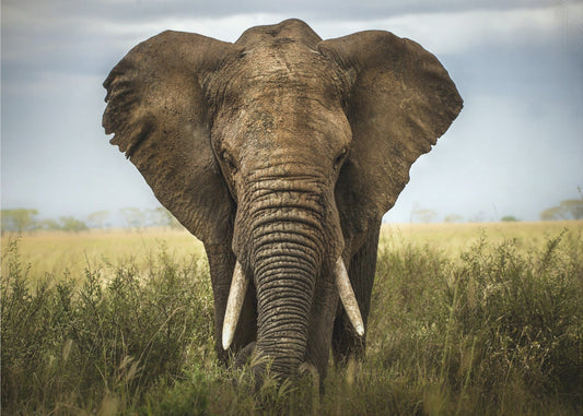 Encounters in Serengeti | Canvas