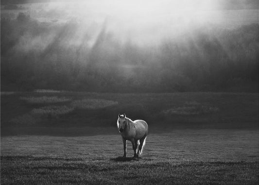 morning appearance | Canvas