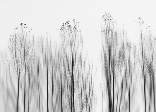 No Grounds | Canvas
