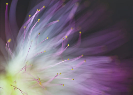 The Will-o-the-Wisp | Canvas