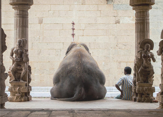 The Elephant &amp; its Mahot | Canvas