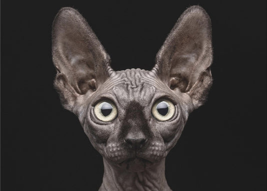 Sphynx Cat | Canvas