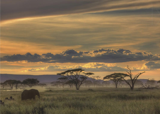 Africa | Canvas
