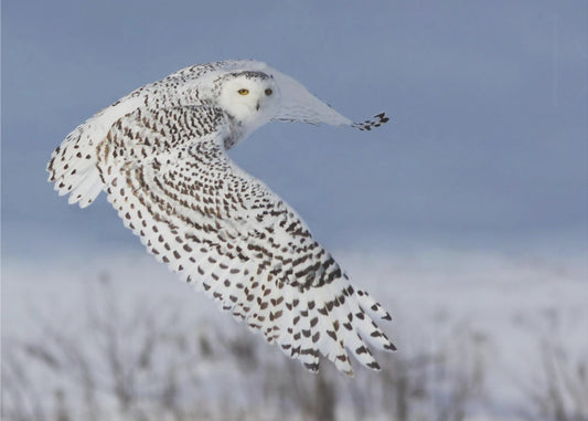 Snowy Owl | Canvas