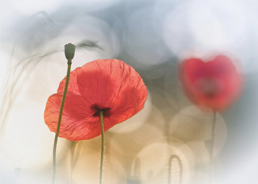 Morgenmohn | Leinwand