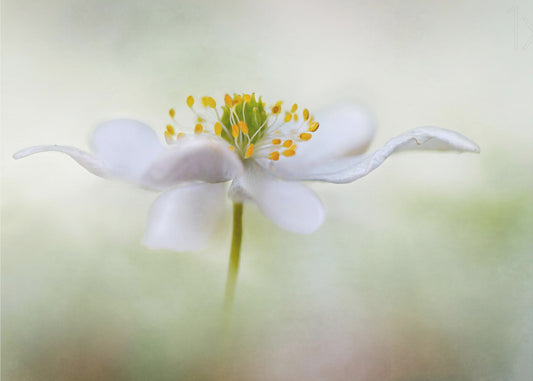 Nemorosa* | Leinwand
