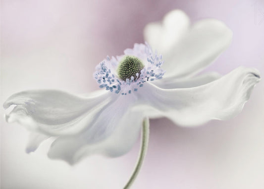 Anemonenbrise | Leinwand