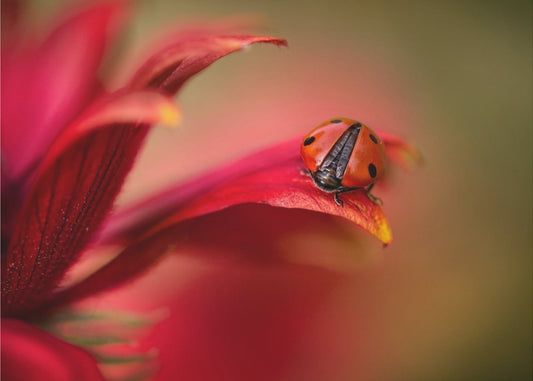 Simply red | Canvas