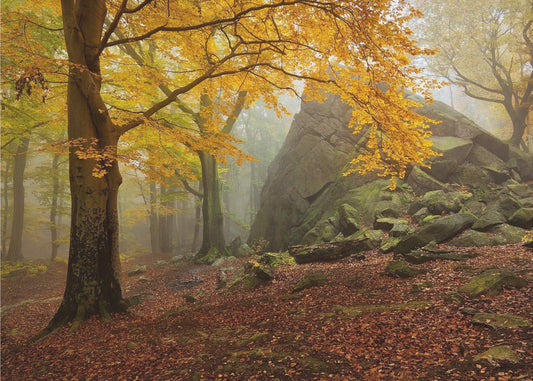 Autumn forest | Poster
