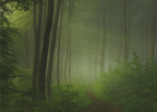 forest morning | Poster