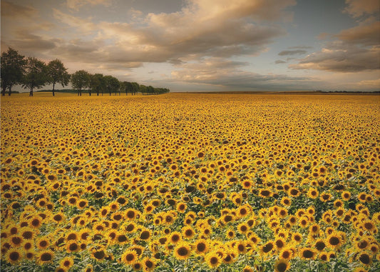 Sunflowers | Canvas