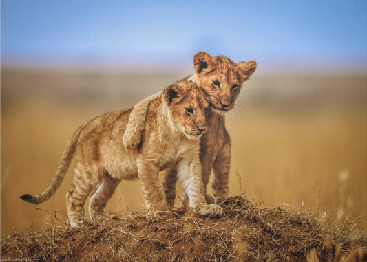 Brothers for Life | Canvas