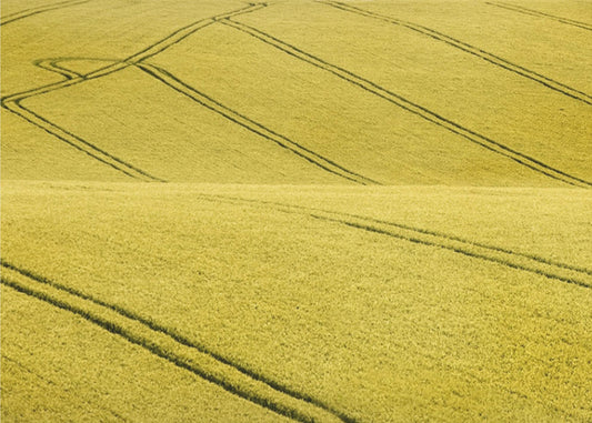 Field #2 | Canvas