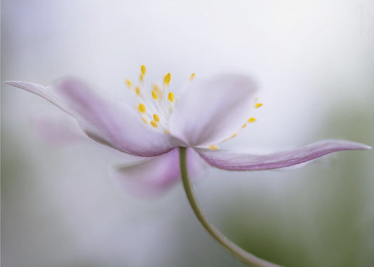 Nemorosa*** | Leinwand