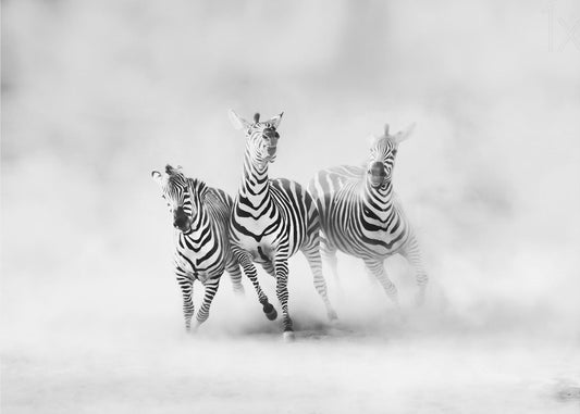 ZEBRAS | Wallpaper