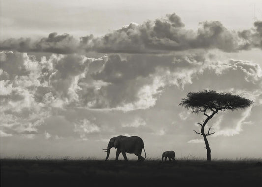 Silhouettes of Mara | Canvas