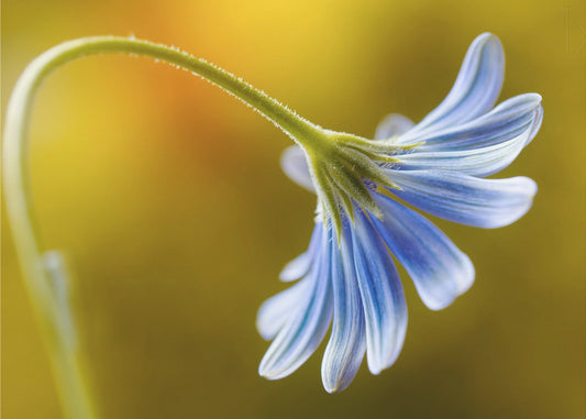 Cape Daisy | Canvas