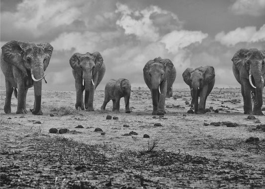 Big Family | Canvas
