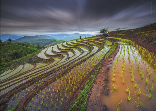 Unseen Rice Field | Canvas
