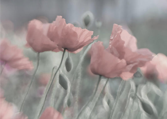 Softly | Canvas