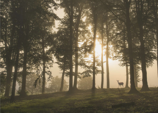 Hirsch im Morgennebel. | Leinwand