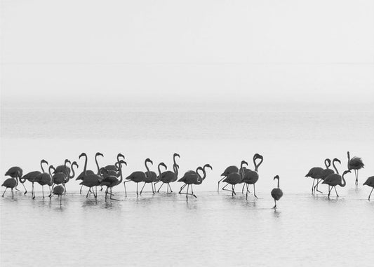 Flamingos | Poster