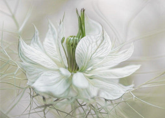 Nigella | Tapete