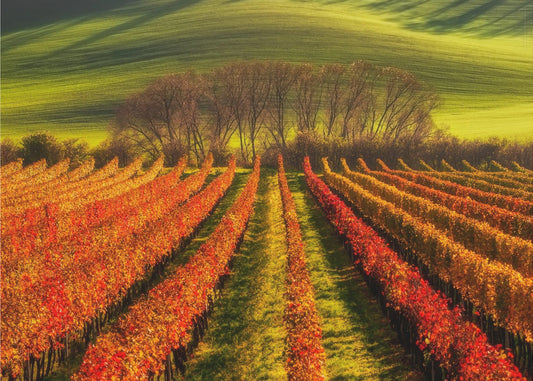 vine-growing | Canvas