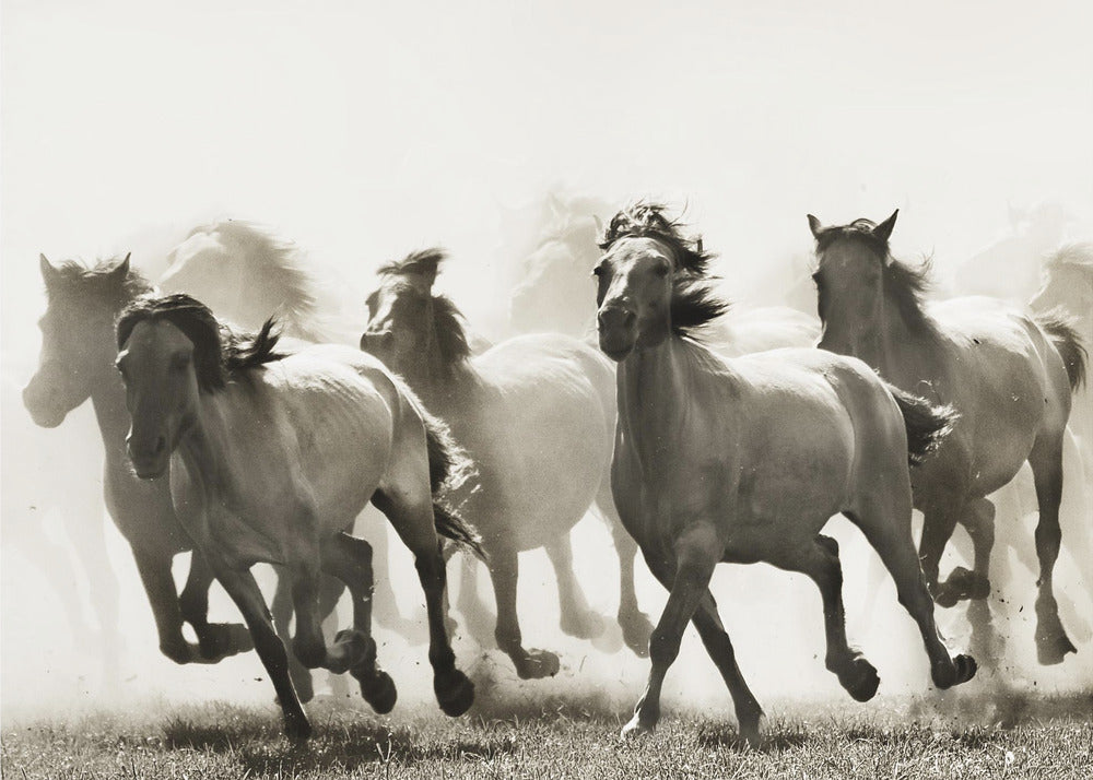 Pferd | Poster