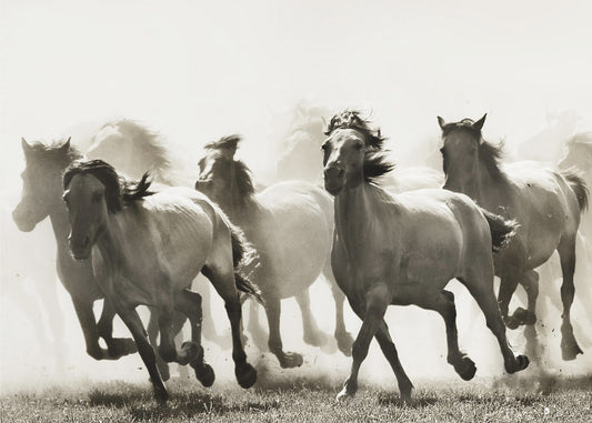 Horse | Canvas