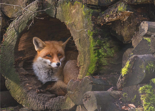 Fox | Canvas