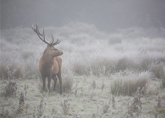 Prideful. deer . | Poster