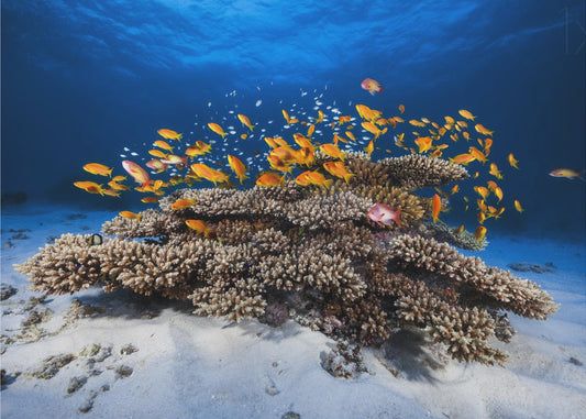 Marine Life | Poster