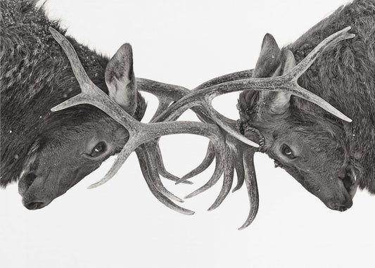 Eye to Eye - Elk fight | Wallpaper