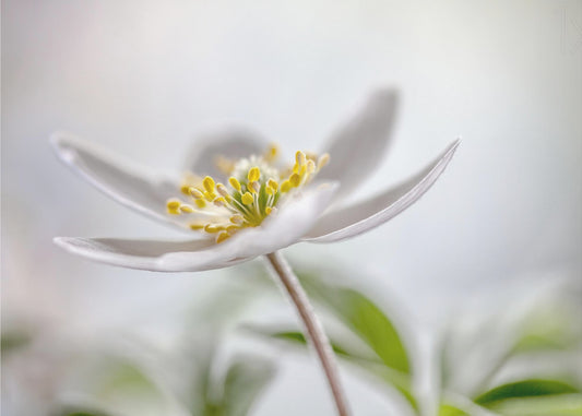 Wood Anemone | Canvas