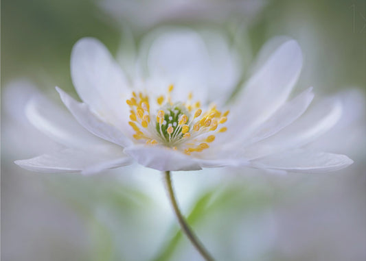 Nemorosa Nirvana | Leinwand