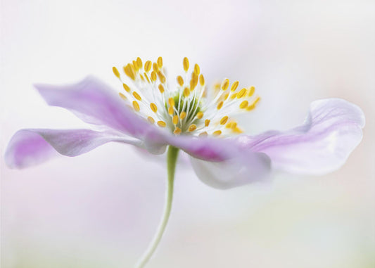 Wood Anemone | Canvas