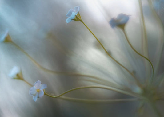Jasmine | Canvas