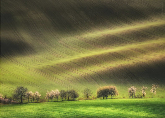 Moravian Fields | Canvas
