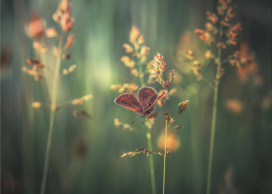 Letztes Licht | Hintergrund