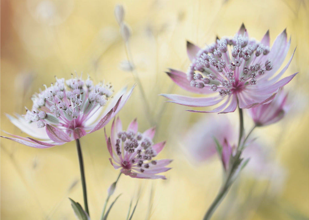 Astrantia Major | Leinwand