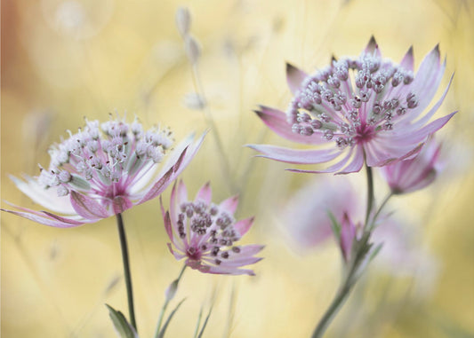 Astrantia Major | Canvas