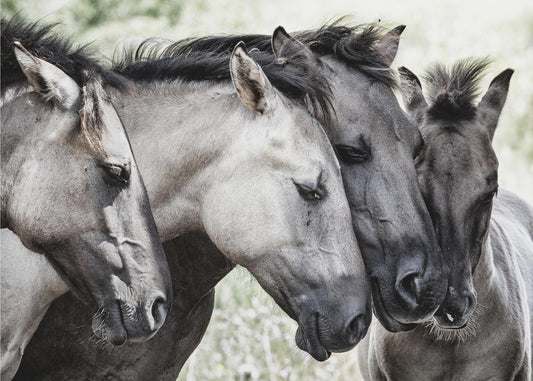 Four Konik Horses | Canvas