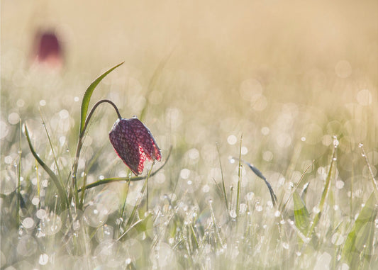 Morningdew | Canvas