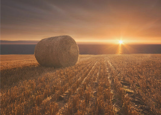 Gold Harvest | Poster