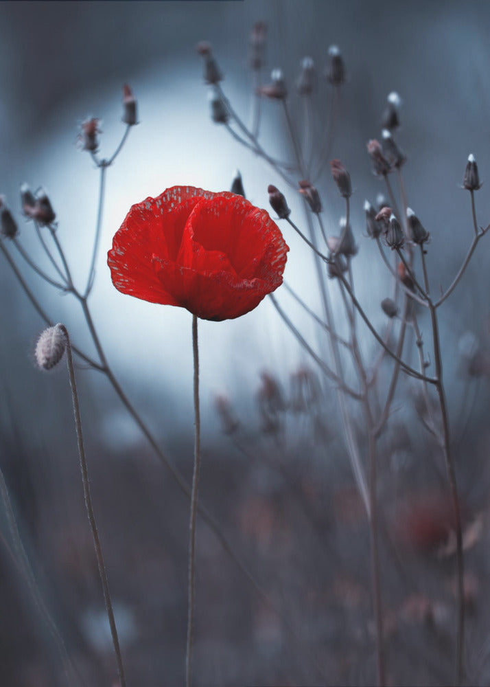 Blume nicht von Kenzo. Von mir | Leinwand