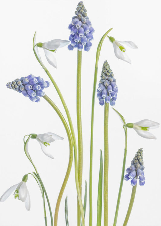 Muscari and Galanthus | Canvas