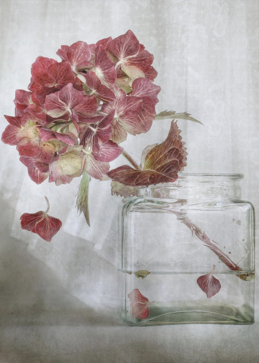 Hydrangea | Canvas